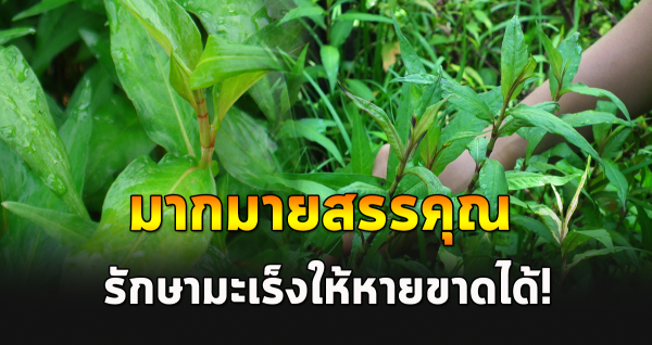 ผักแพ้ว มากมายสรรคุณ รักษามะเร็งได้ให้หายขา ดได้