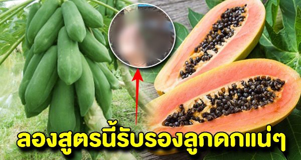 เผยเคล็ดลับง่ายๆให้มะละกอในไร่ออกผลดกทั้งปี