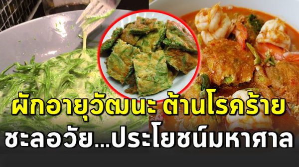 ไข่เจียวชะอม ผักอายุวั ฒนะ ต้า นโsคร้ าย สร้างภูมิคุ้มกันให้ร่างกาย