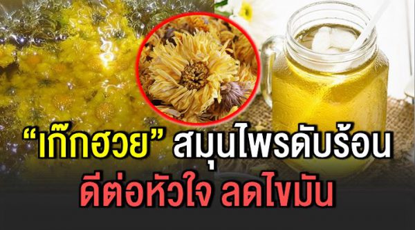 เก๊กฮวย สรรพคุณไ ม่ธรรมดา ดีต่อหัวใ จ ลดไขมั นในหล อดเลื อด