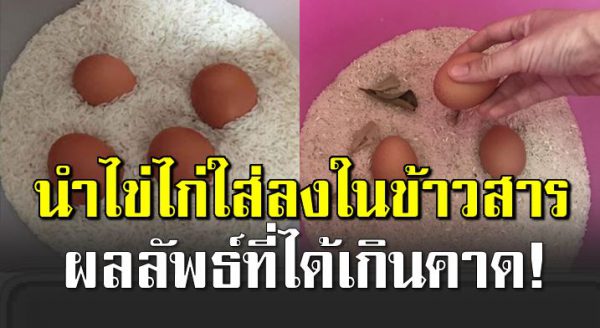 ไข่ไก่ใส่ลงในถังข้าวสา ร น่าจะทำตั้งนานแล้ว