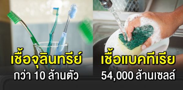 24 สิ่ งใกล้ตัว ที่มีเชื้ อโร คเยอะมาก จนน่าต กใ จ