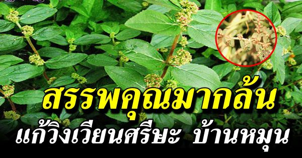 สรรพคุณมา กล้ น  ต้นน้ำนม ราชสีห์ ที่ไม่ได้เป็นเเค่ วัชพืช ริ มถน น