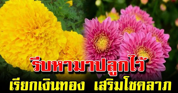 5 ดอ กไม้ไทย ความ หมายดี ปลูก ในบ้าน รับทรัพย์เข้าบ้าน