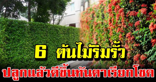 6 ต้นไม้ปลูกแนวรั้ว สำหรับสร้างรั้วต้นไม้สวย ๆ ช่วยให้บ้านดูดีตั้งแต่ภายนอ ก